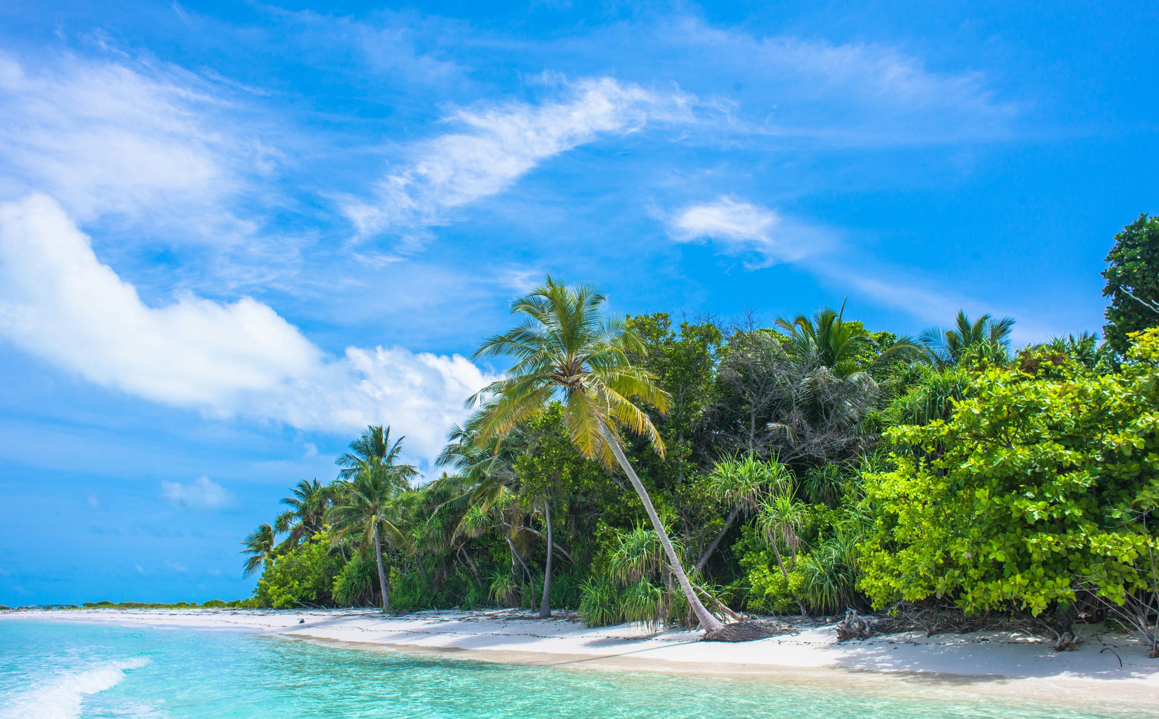 Palm Tree Near Body of Water